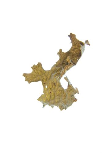 Lichen specimen